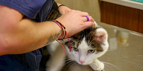 Cat Vet at Mobley Veterinary Clinic in Nashville, TN